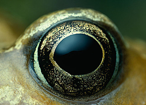 蛙,中国林蛙,眼