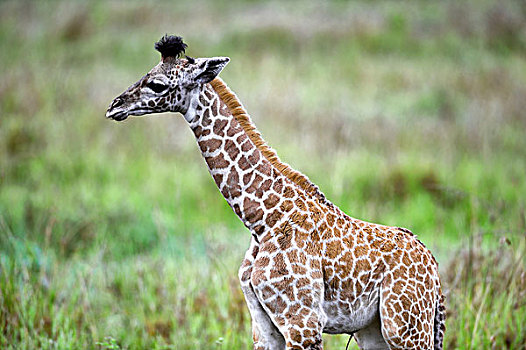 坦桑尼亚,塞伦盖蒂国家公园,马赛长颈鹿,幼兽