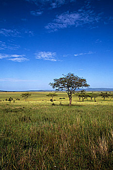 坦桑尼亚,塞伦盖蒂,草,平原,树