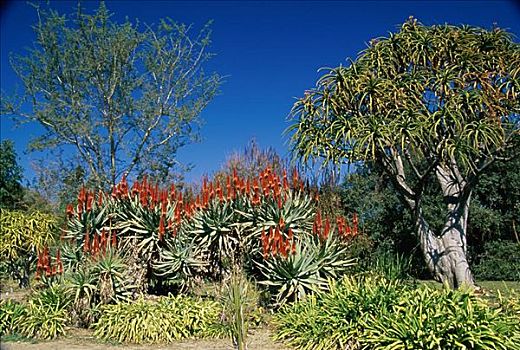 洛杉矶国家植物园,阿卡迪亚,加利福尼亚