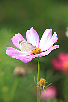 波斯菊,蝴蝶