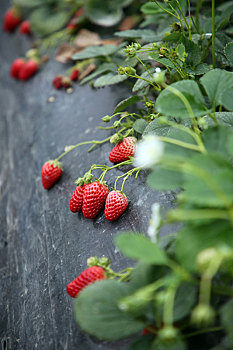 山东省日照市,草莓采摘正当时,城里人结伴体验采摘乐趣