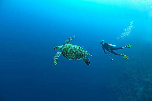 潜水,玳瑁,海龟,蓝色海洋,宿务,菲律宾,亚洲