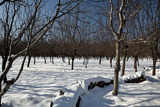 河北省石家庄市龙泉湖公园雪景