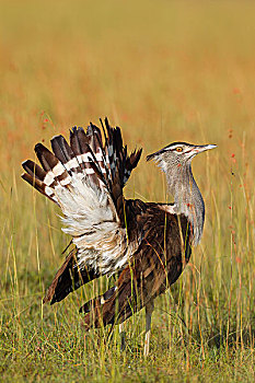 男性的,灰颈鹭鸨,鹭科里,尾巴上的羽毛,马赛玛拉国家保护区,肯尼亚,非洲