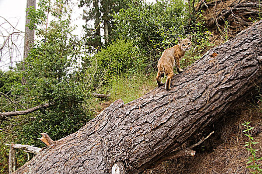 美国山猫,短尾猫,走,向上,登录,落叶林,蒙特利湾,加利福尼亚