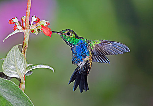 蜂鸟,花蜜,花,西部,厄瓜多尔