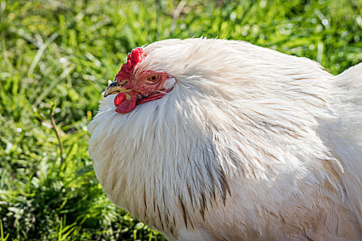 白色,母鸡,翠绿,草,春天,走,环境,鸡肉