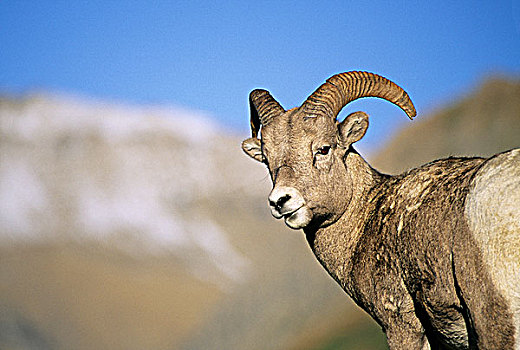 幼兽,大角羊,公羊,落基山脉,不列颠哥伦比亚省,加拿大