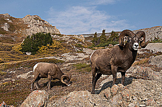大角羊,公羊,向外看,高山,山顶,碧玉国家公园,艾伯塔省,加拿大