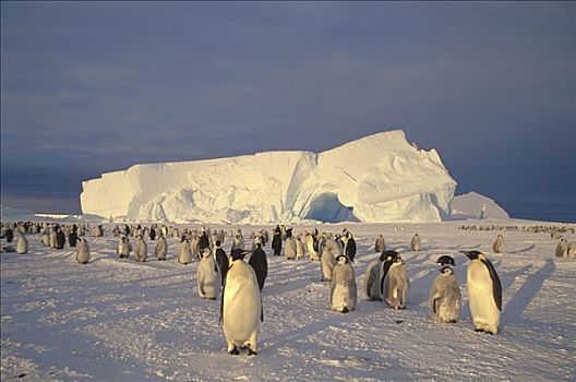 帝企鹅,大,栖息地,海冰,阿特卡湾,公主,海岸,威德尔海,南极