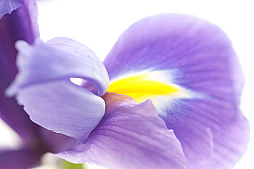 紫色,鸢尾,花