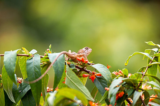 生活于树枝灌丛中捕食昆虫的蜥蜴