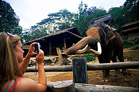泰国,清迈,旅游,照相,大象
