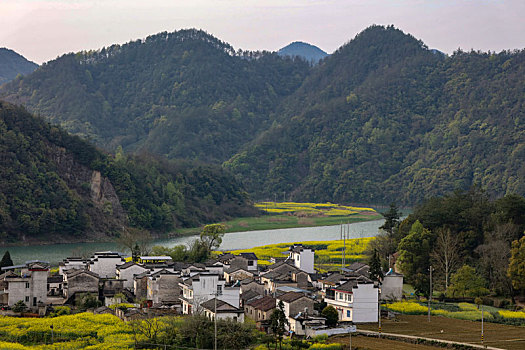 新安江,安徽,河流,春天,油菜花,种植,农村,农业,村庄,弯曲,色彩