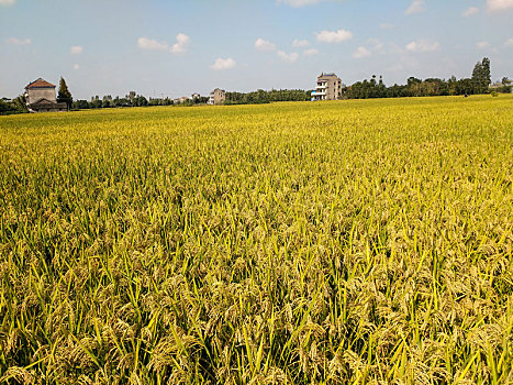 沉甸甸稻穗,稻穗