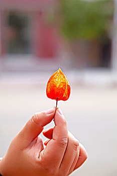 手拿著一顆紅色的姑娘果