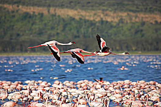 小红鹳,成年,飞行,生物群,纳库鲁湖,肯尼亚