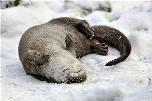 欧洲水獭,玩雪