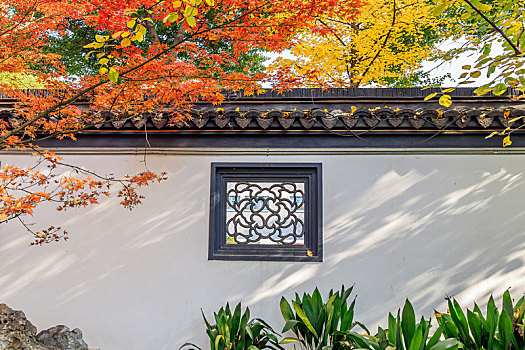 秋天红枫下的灰瓦白色漏窗墙,南京市莫愁湖公园