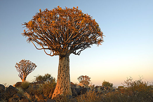 抖树,箭筒树,二歧芦荟,早晨,亮光,基特曼斯胡普,区域,纳米比亚,非洲