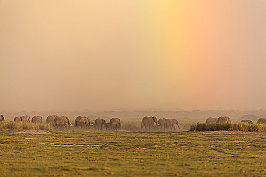 非洲,灌木,大象,非洲象,家庭,牧群,安伯塞利国家公园,恶劣,风暴,肯尼亚
