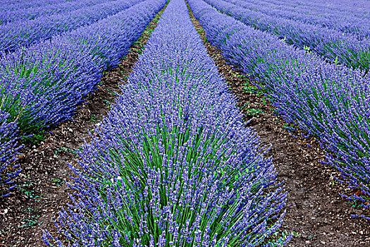 排,盛开,紫色,薰衣草,沃克吕兹省,普罗旺斯,法国,欧洲