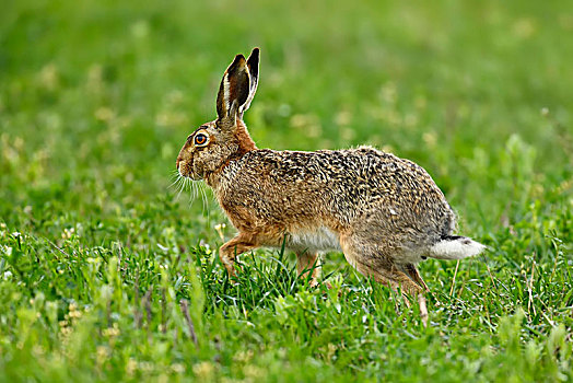 欧洲野兔,上方,草地,国家公园,湖,布尔根兰,奥地利,欧洲