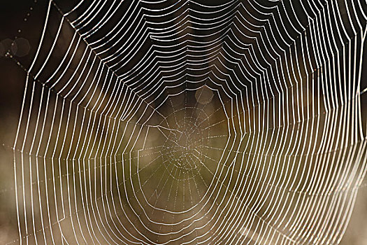蜘蛛网,蜘蛛,巴伐利亚,德国