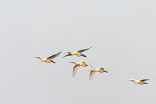 白琵鷺,特塞尔,西弗里西亚群岛,省,北荷兰,荷兰,欧洲