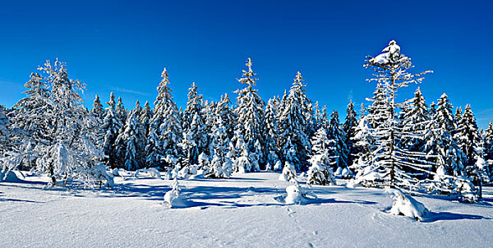 德国,下萨克森,哈尔茨山,国家公园,靠近,原生态,冬季风景