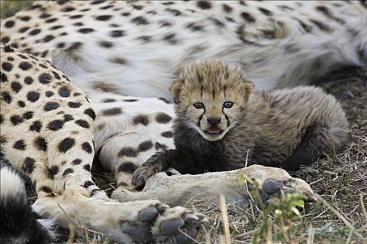 印度豹,猎豹,白天,老,幼兽,休息,母兽,马赛马拉,自然保护区,肯尼亚