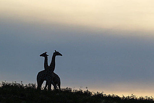 南方,长颈鹿,争斗,雄性,黎明,卡拉哈里沙漠,卡拉哈迪大羚羊国家公园,南非,非洲
