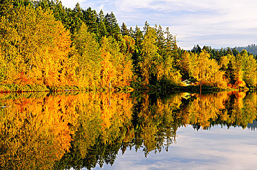 小屋,坐,海岸线,秋色,树,反射,湖