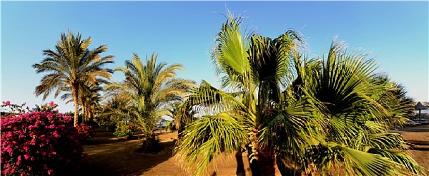 棕榈树,海岸,全景
