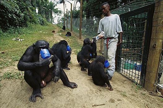倭黑猩猩,四个,饮用水,看护,刚果