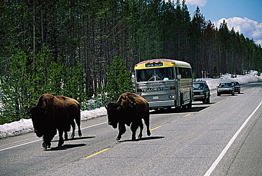 野牛,交通,道路,黄石国家公园,怀俄明,美国