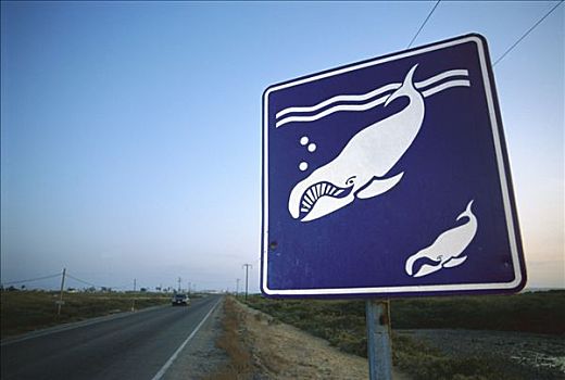 观鲸,标识,迁徙,灰鲸,许多,游客,相互,北下加利福尼亚州,墨西哥