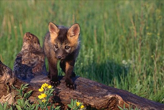 幼兽,红狐,艾伯塔省,加拿大