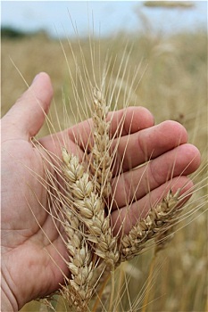 小穗,小麦,手