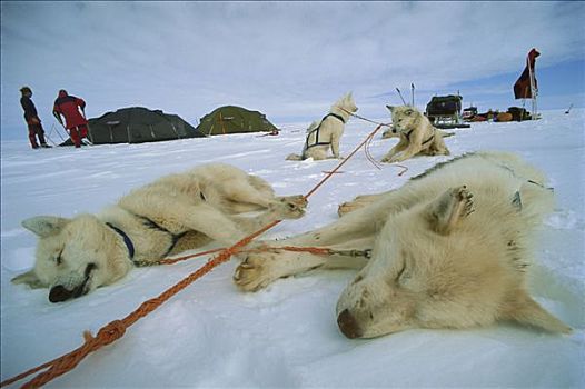 西伯利亚,哈士奇犬,狗,休息,极地,午夜,亮光,格陵兰