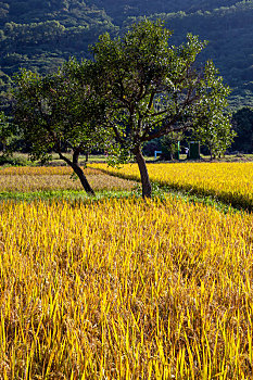 美丽乡野,金色稻田