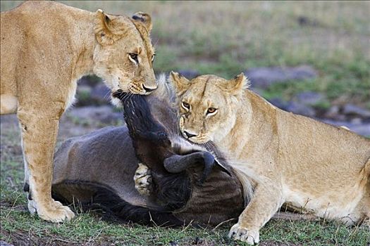 非洲狮,狮子,角马,马赛马拉国家保护区,肯尼亚