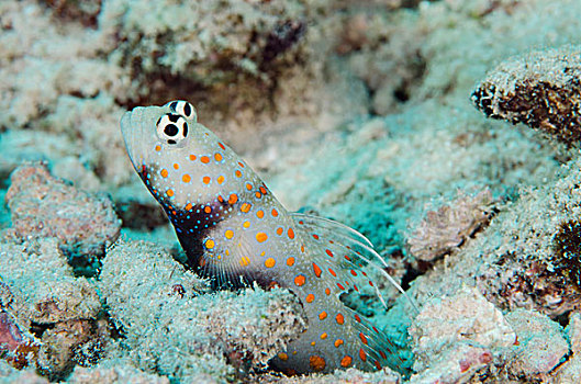 斑点,虾,虾虎鱼,彩虹,礁石,斐济