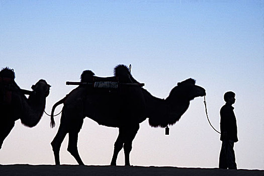 剪影,骆驼,驼队,沙漠,黎明,敦煌,甘肃,丝绸之路,中国
