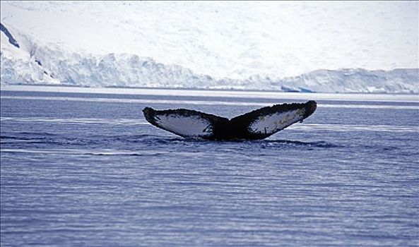 南极,天堂湾,尾鳍,驼背鲸,大翅鲸属,鲸鱼