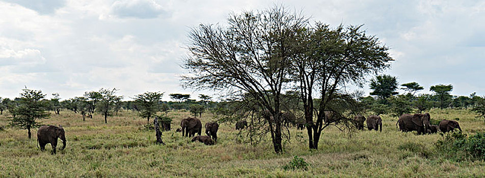 非洲大象003