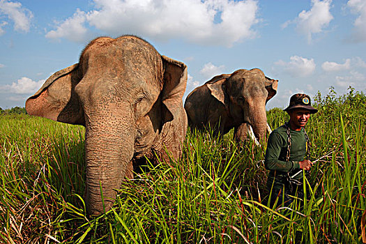 亚洲象,象属,一对,驯养动物,看护,道路,国家公园,苏门答腊岛,印度尼西亚