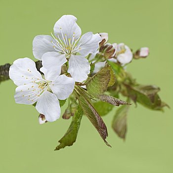 樱花,枝头