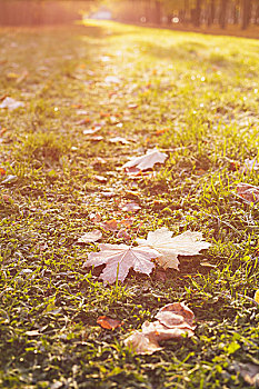 枫叶,草地,暖光,秋天